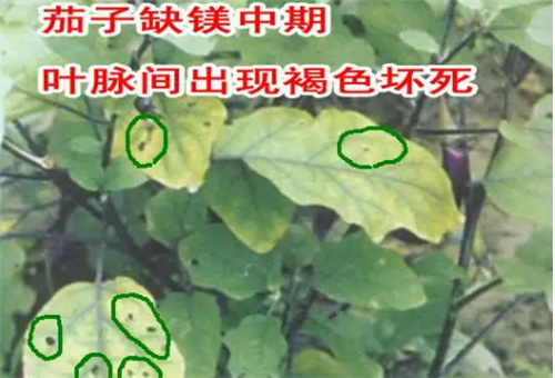 ȱVF(xin)